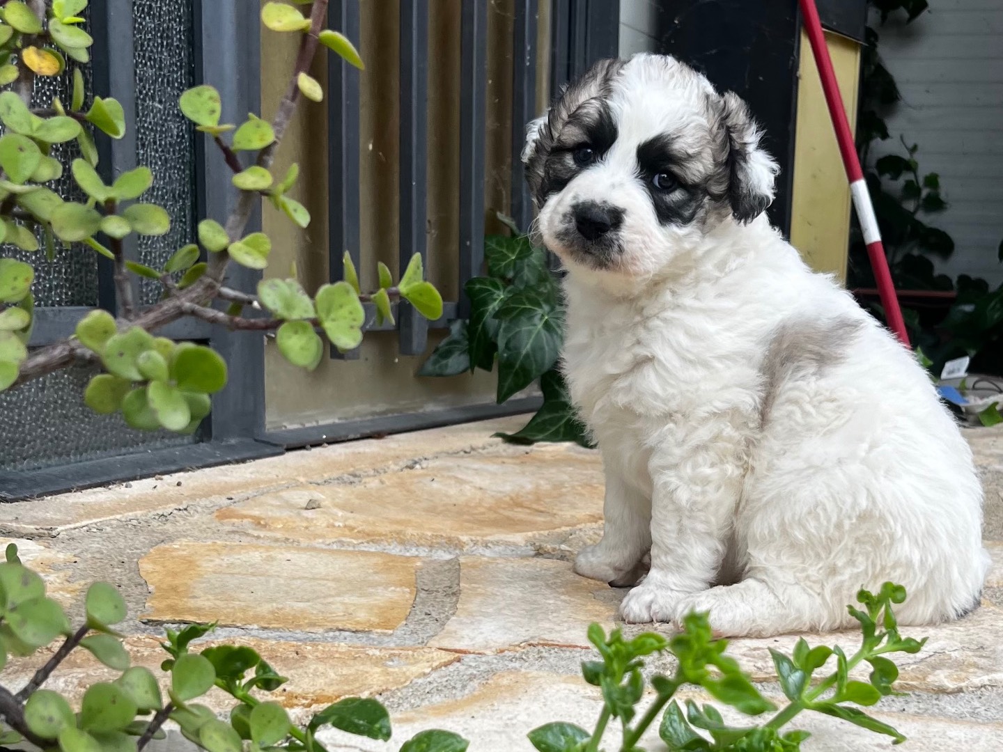Vuoi adottare un cane a Enna?