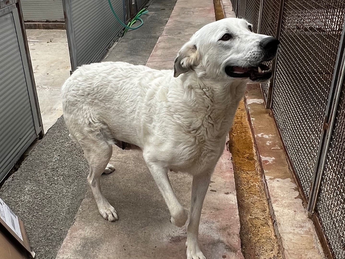 Vuoi adottare un cane a Enna?
