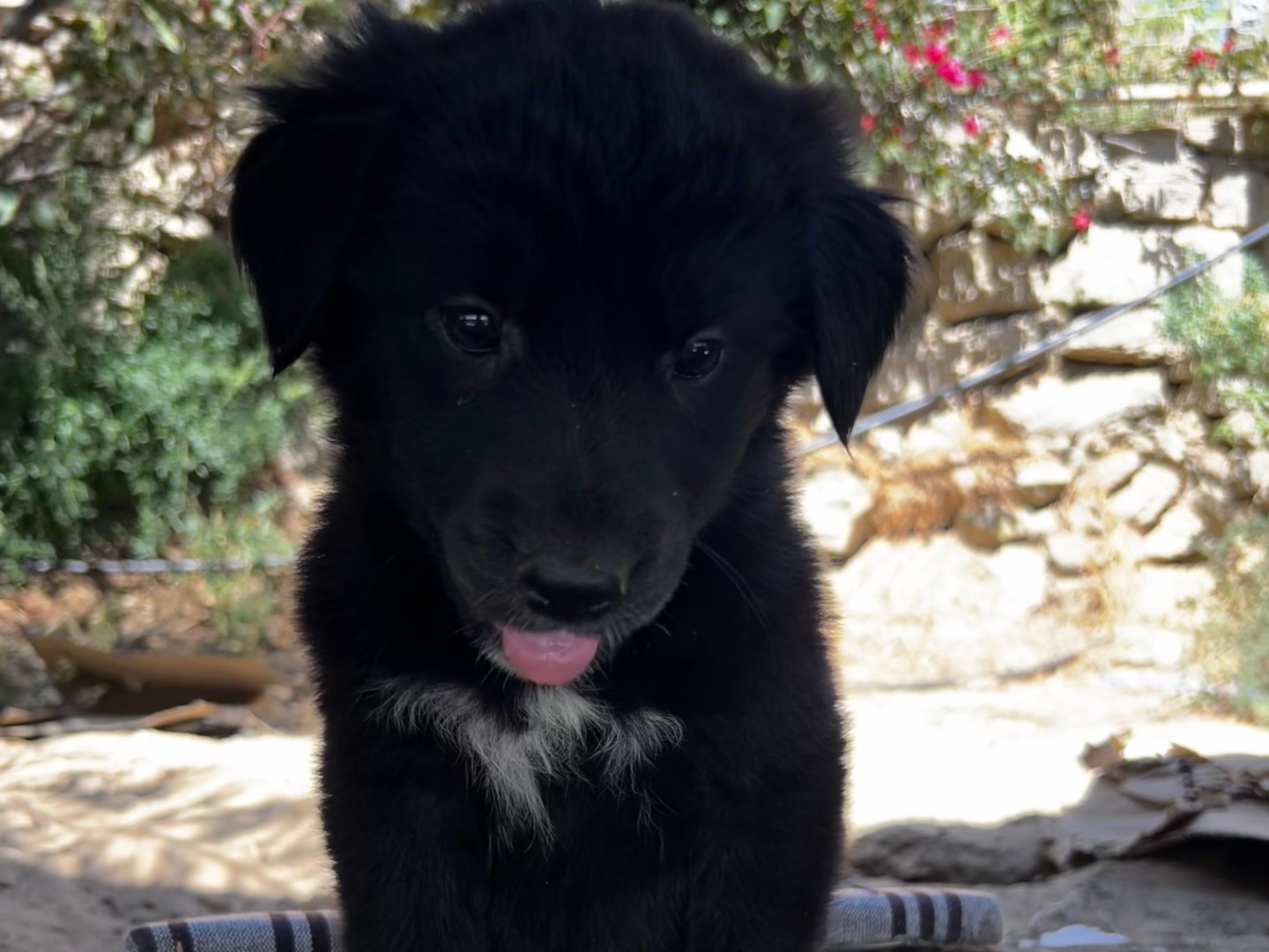 Adozione cane, femmina, Razza sconosciuta Razza sconosciuta, 2 mesi, taglia media, Enna