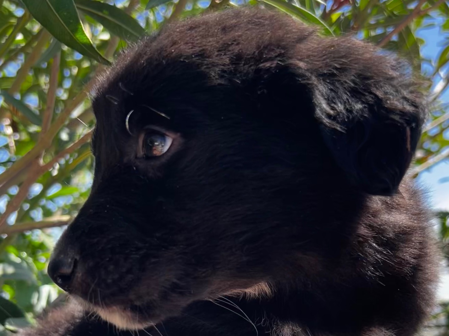 Adotta un cane, taglia media, femmina, Enna