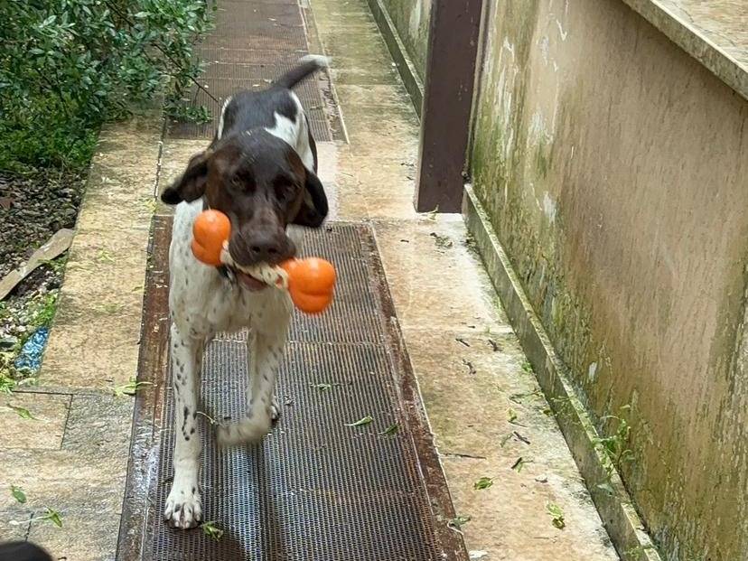 Adotta un cane, maschio, 1 anno e 9 mesi, Bari