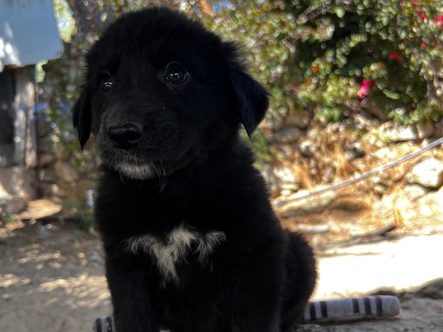 Adotta un cane, femmina, 2 mesi, Enna