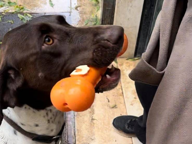 Adotta un cane, taglia grande, maschio, Bari