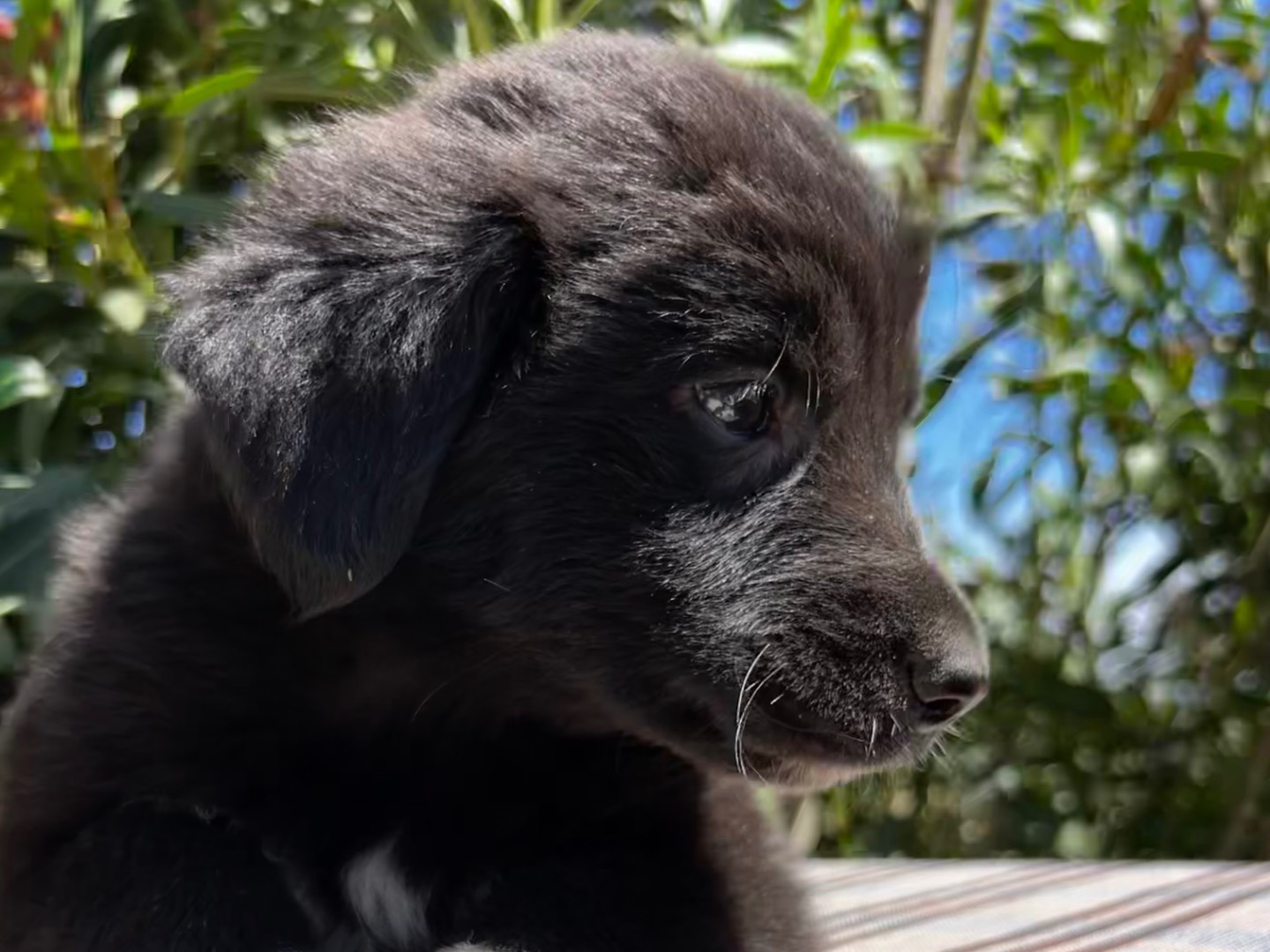 Vuoi adottare un cane a Enna?