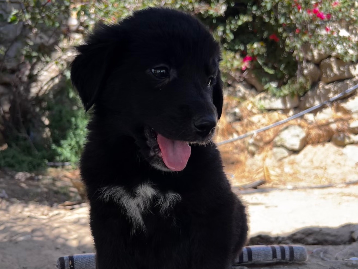 Adotta il cane LIZ a Enna
