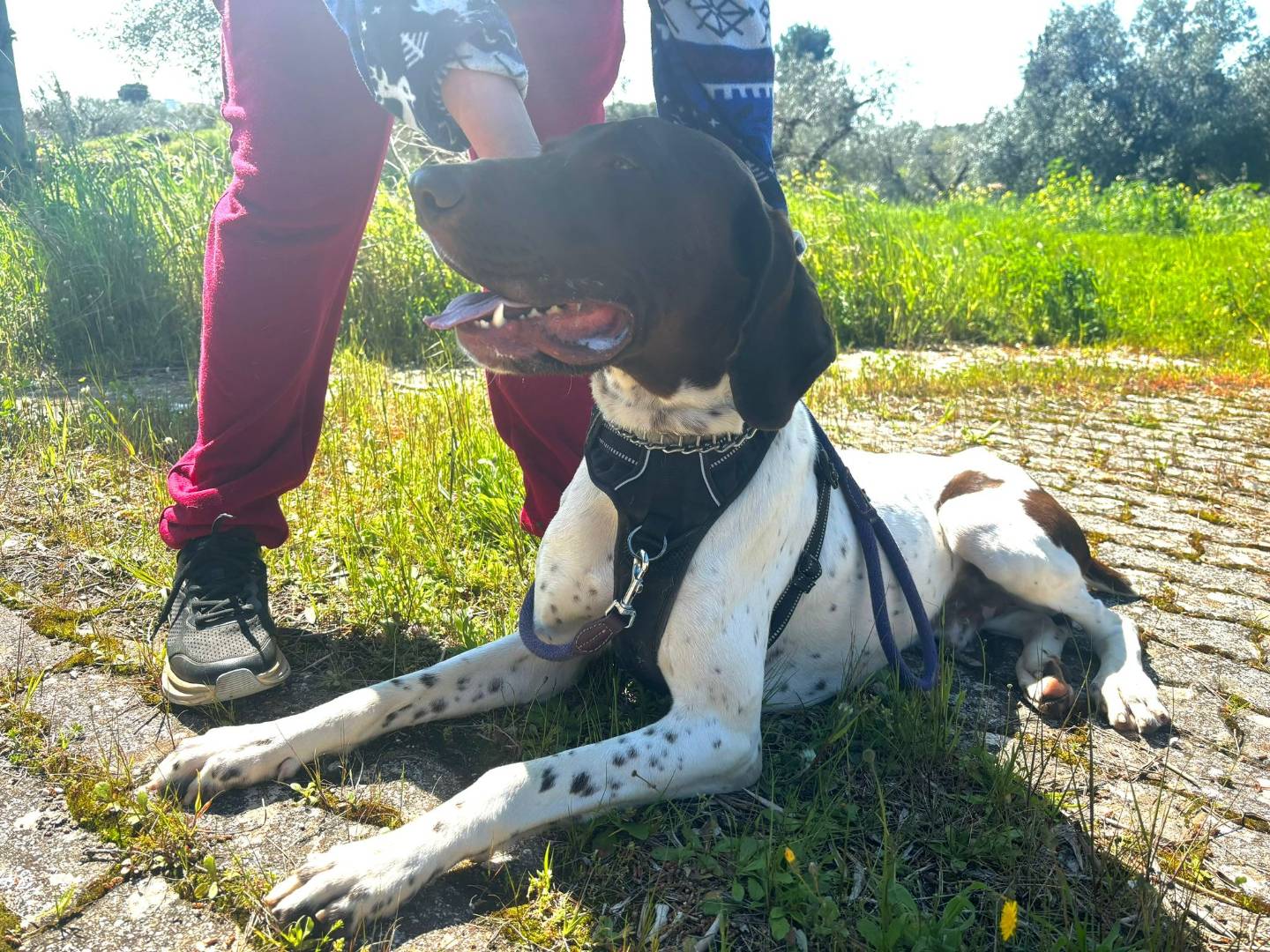 Vuoi adottare un cane a Bari?