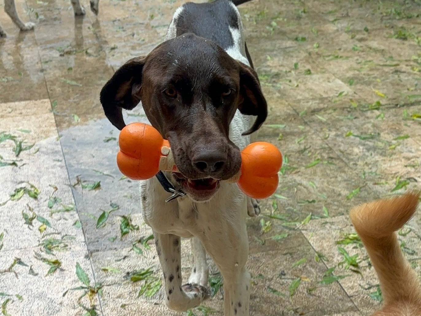 Adozione cane, maschio, Bracco Razza sconosciuta, 1 anno e 9 mesi, taglia grande, Bari