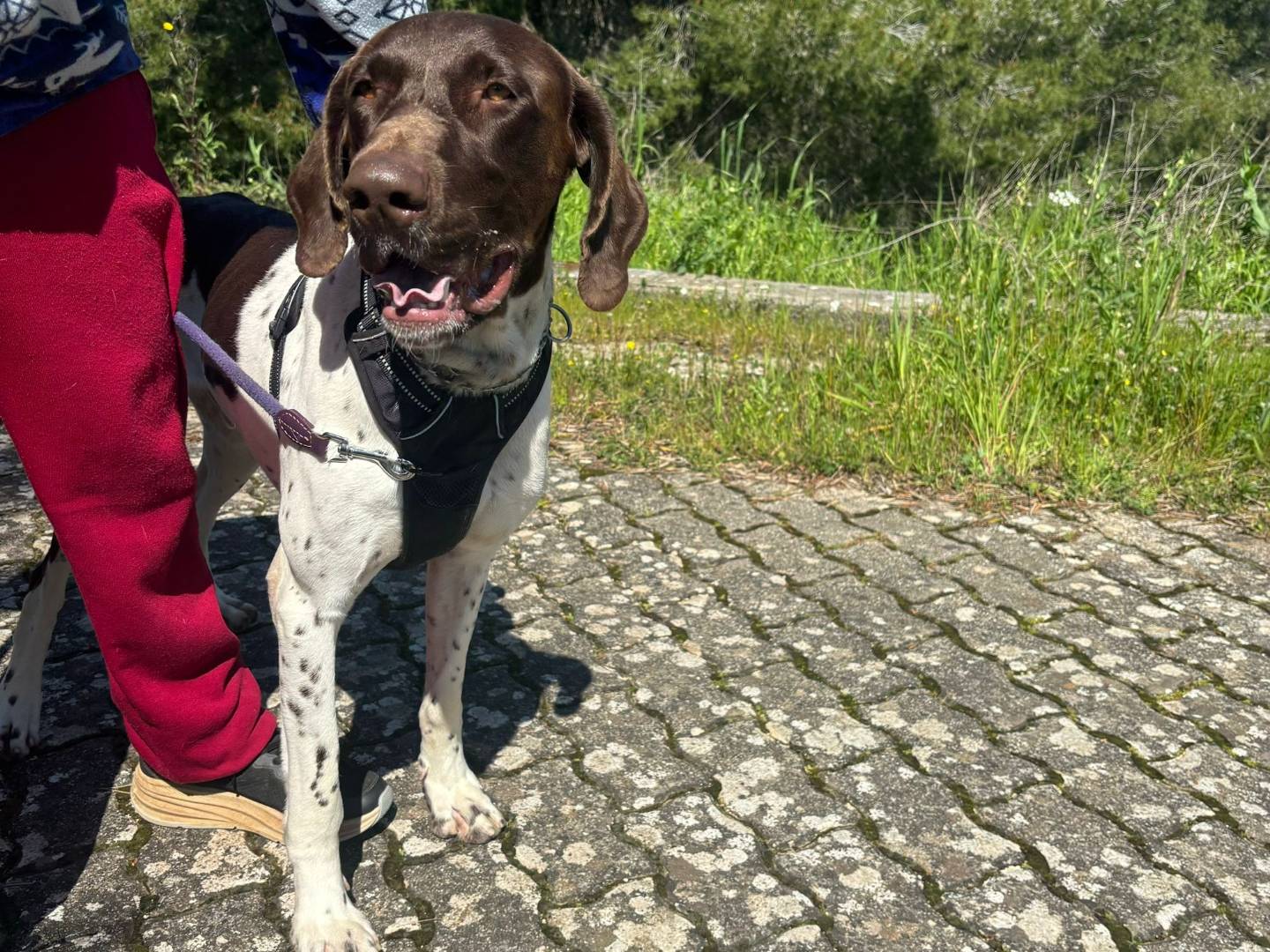 Adotta il cane Duca a Bari