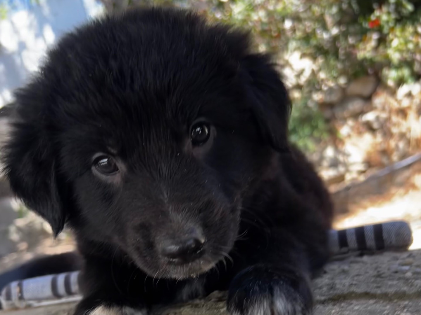 Adotta un cane, maschio, 2 mesi, Enna