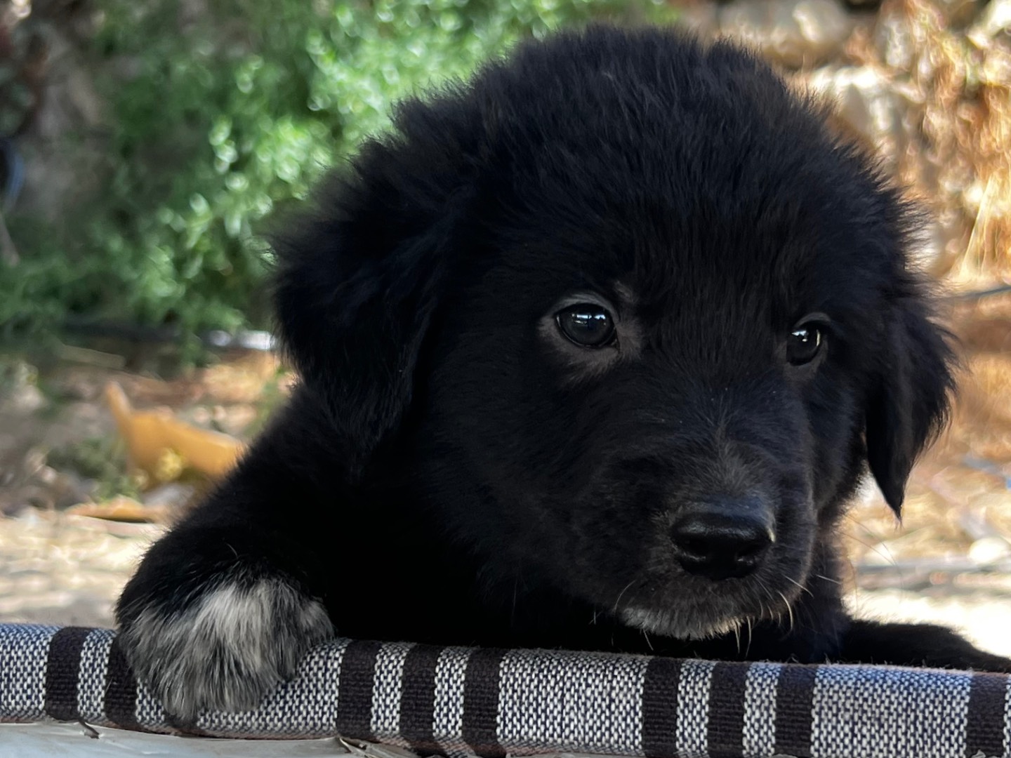 Adotta un cane, taglia grande, maschio, Enna