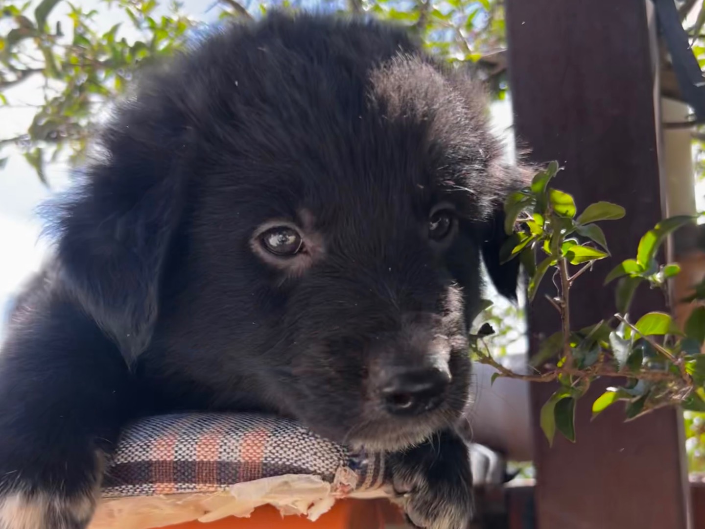 Adozione cane, maschio, Razza sconosciuta Razza sconosciuta, 2 mesi, taglia grande, Enna