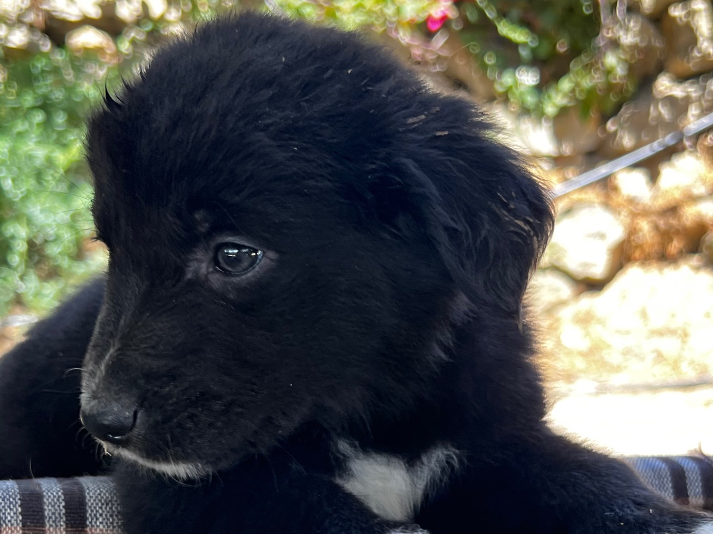 Vuoi adottare un cane a Enna?