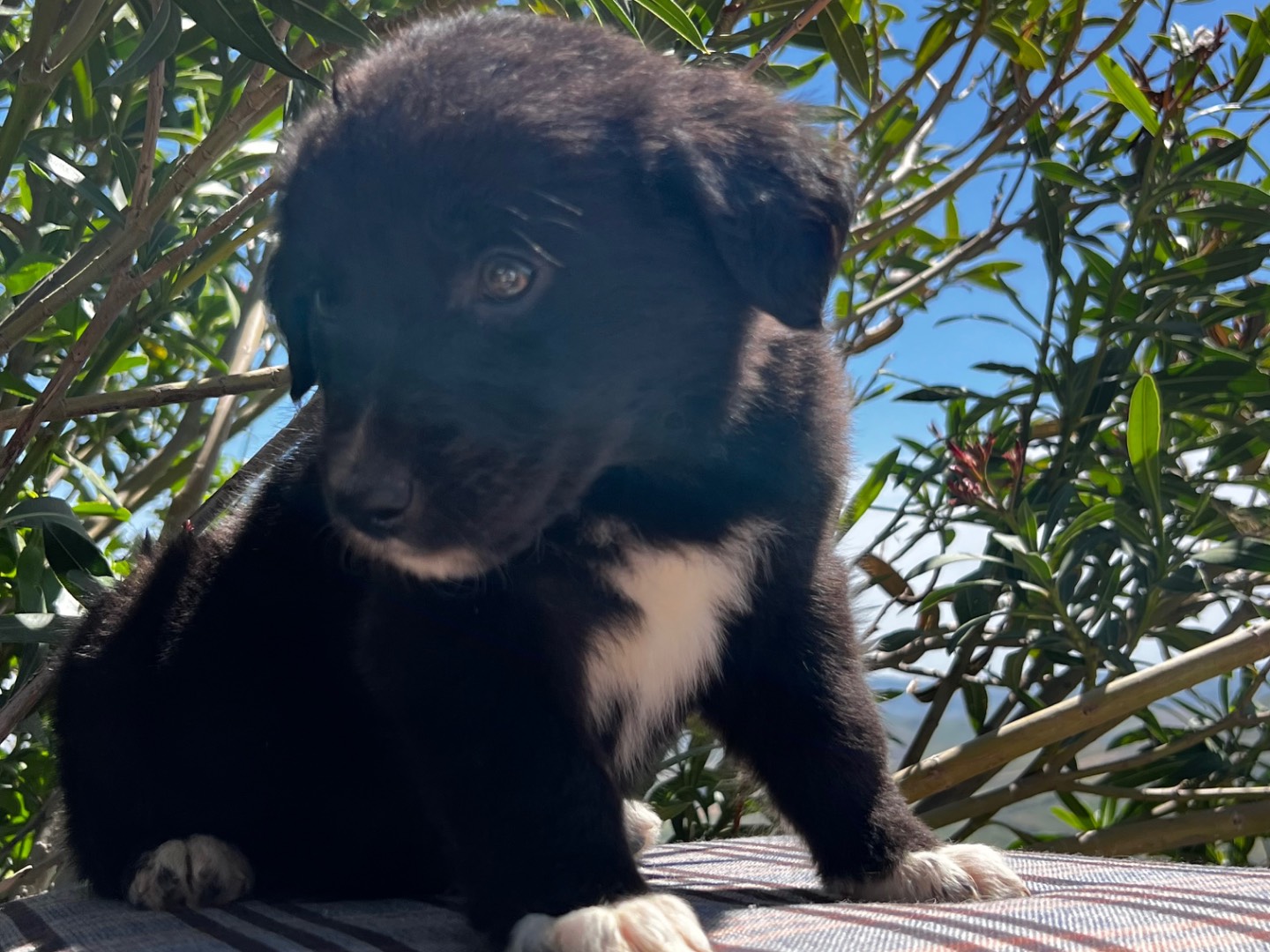 Adotta un cane, taglia media, femmina, Enna