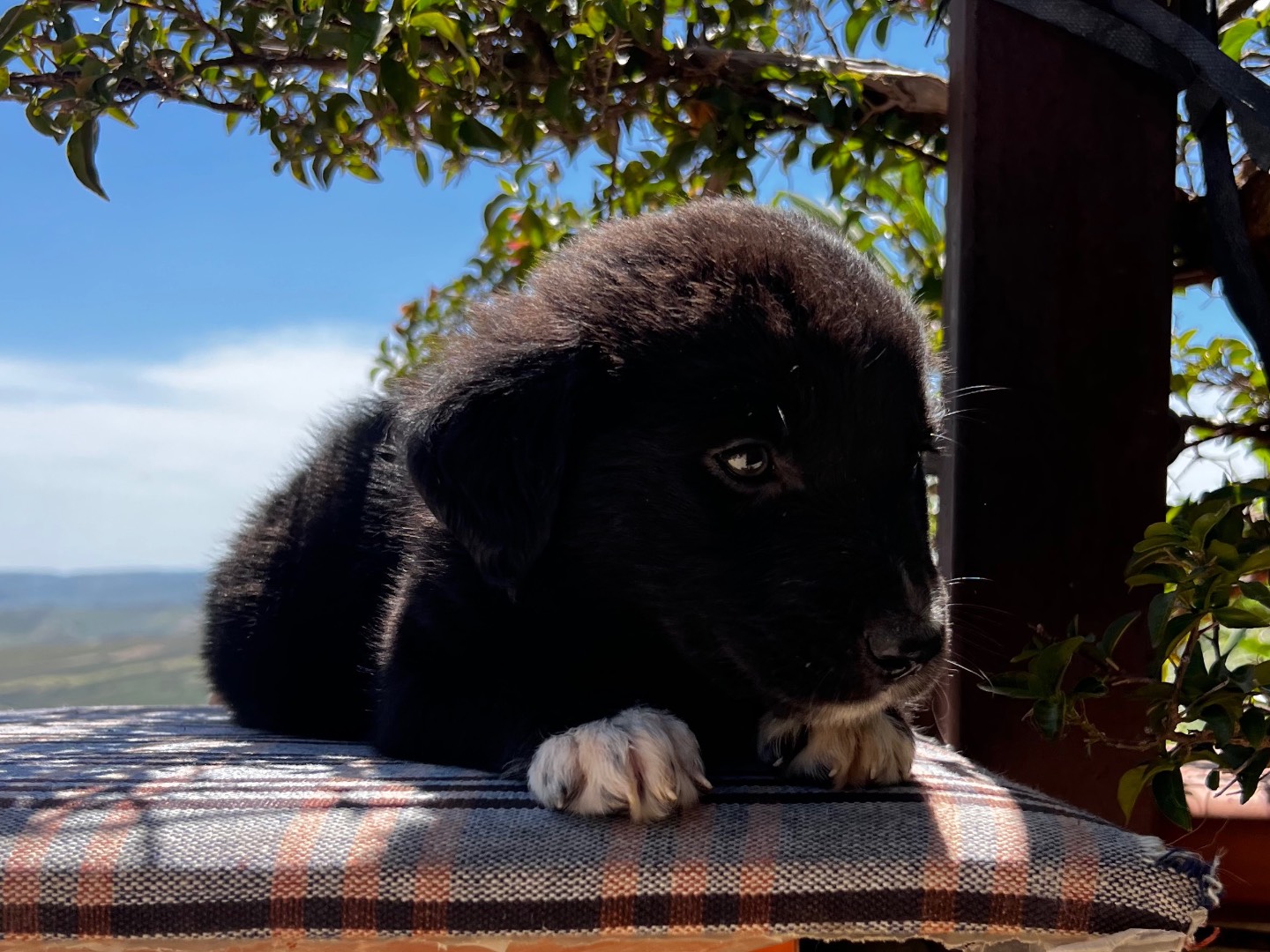 Adotta un cane, femmina, 2 mesi, Enna