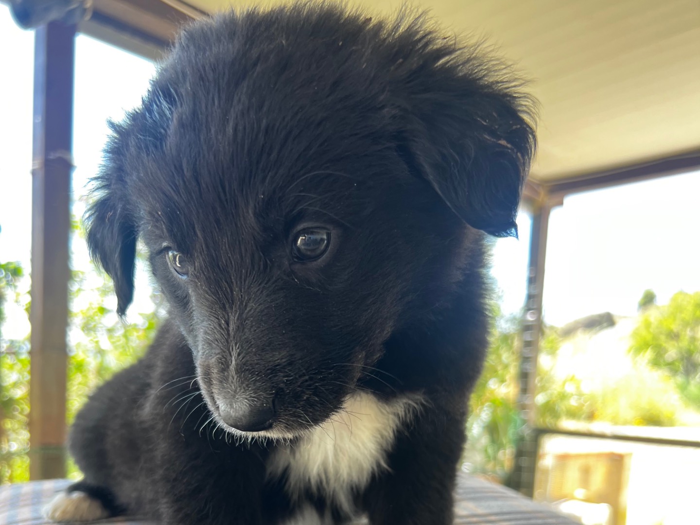 Adotta il cane LILIA a Enna