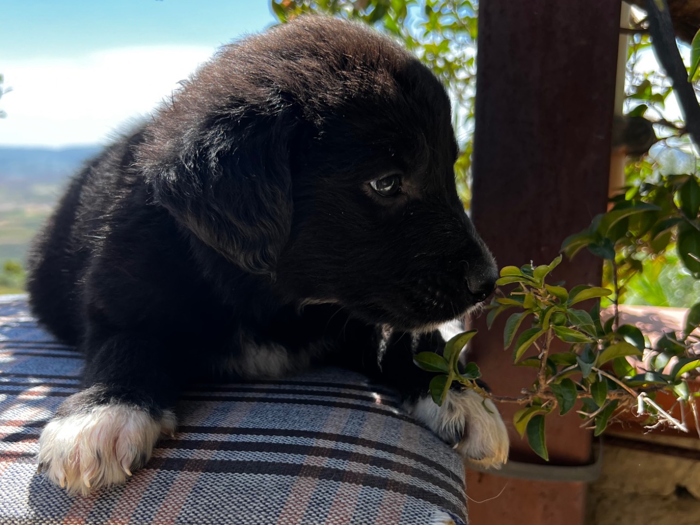 Adozione cane, femmina, Razza sconosciuta Razza sconosciuta, 2 mesi, taglia media, Enna