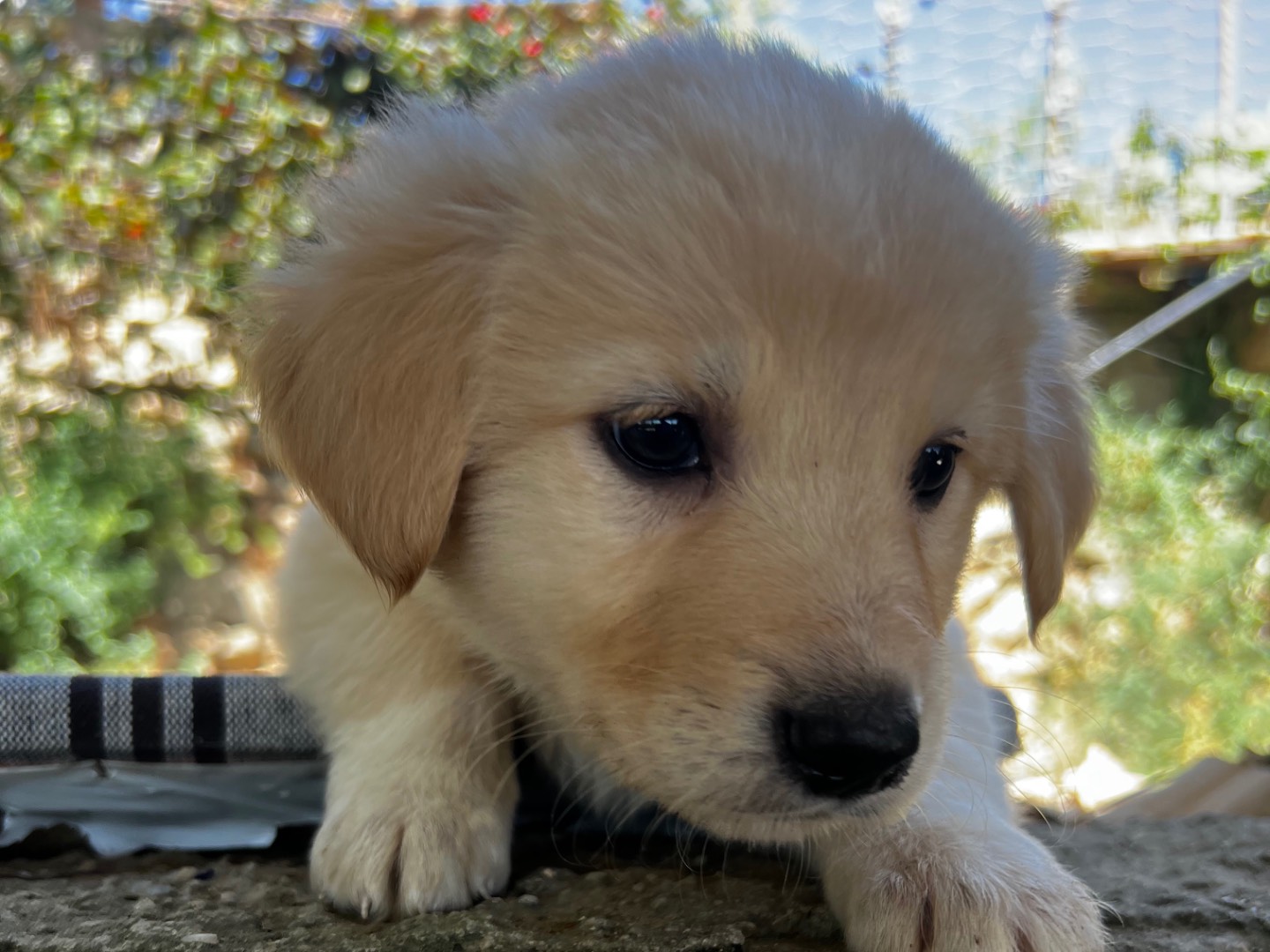 Adotta un cane, taglia media, femmina, Enna