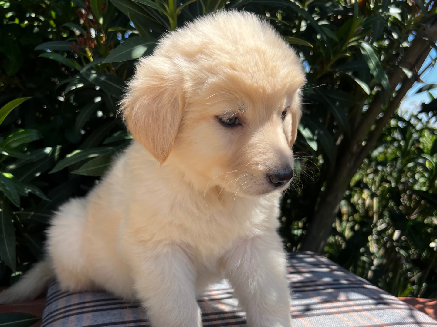 Adozione cane, femmina, Golden Retriever Labrador Retriever, 2 mesi, taglia media, Enna