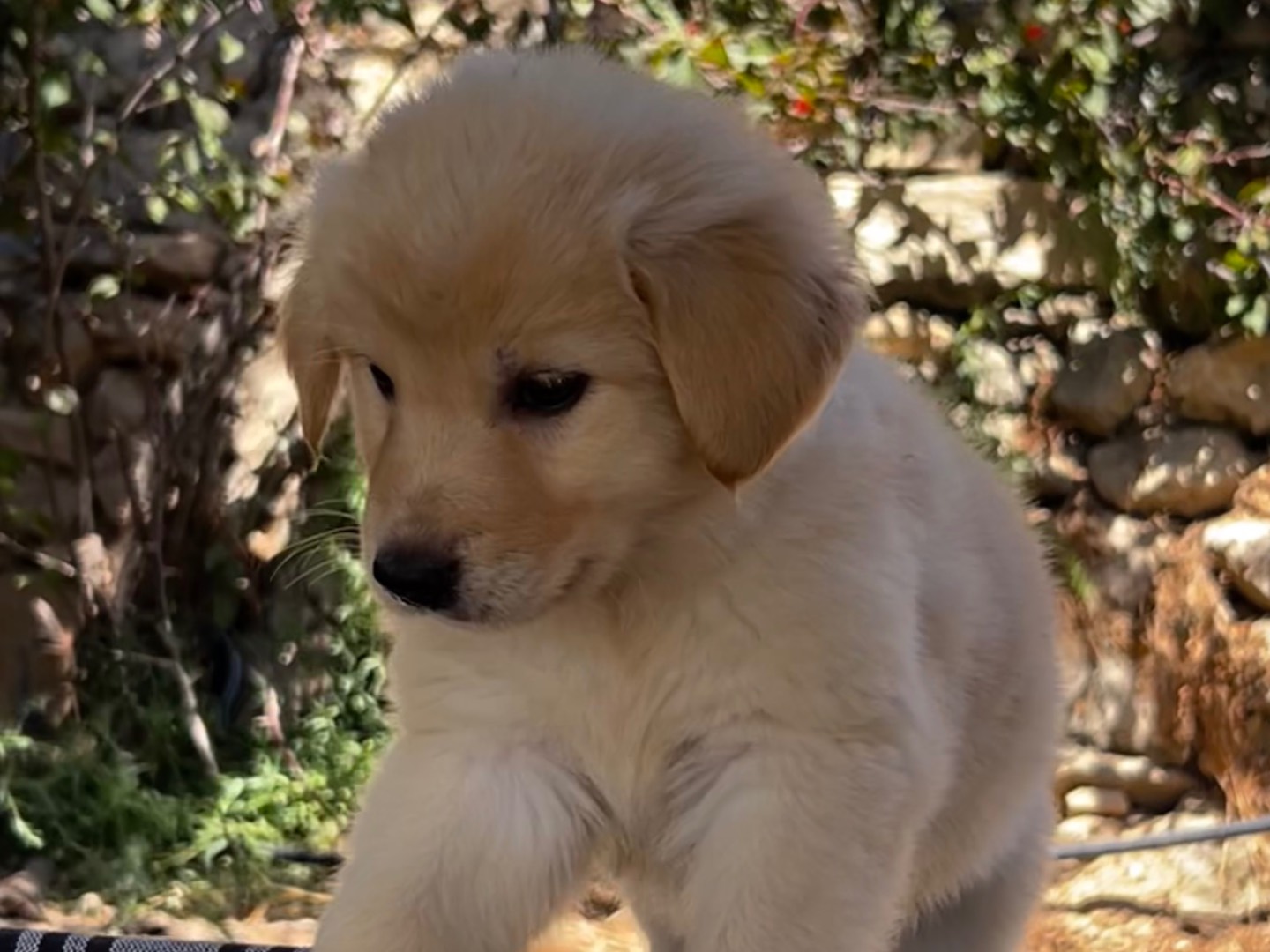 Vuoi adottare un cane a Enna?