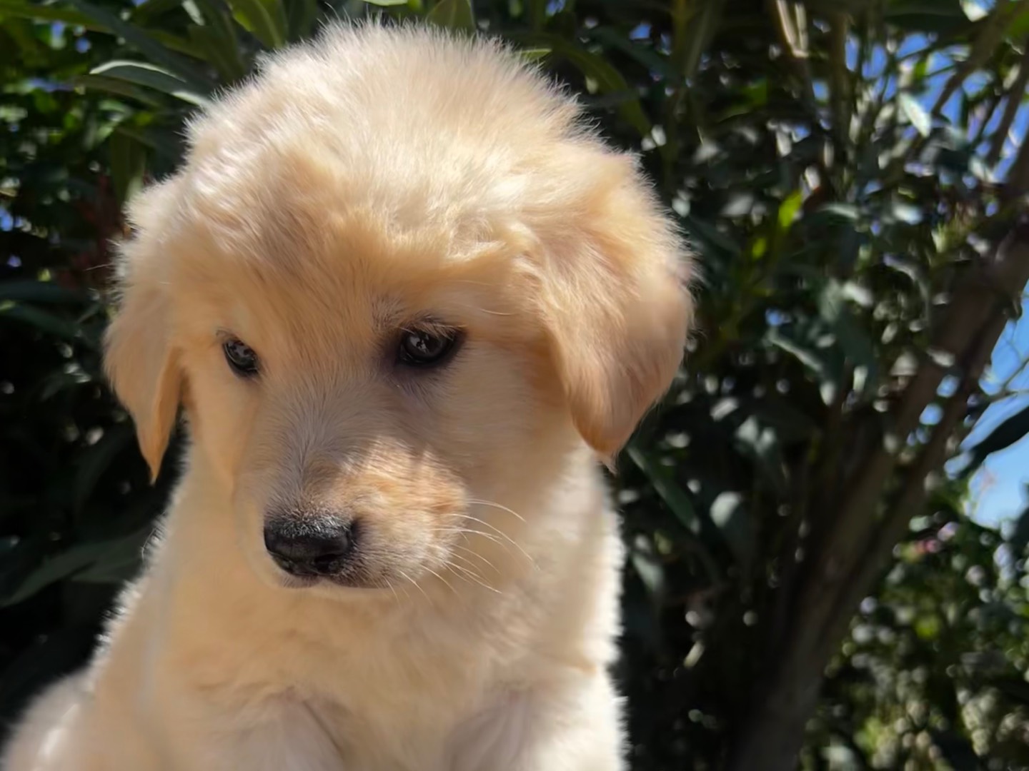 Adotta un cane, femmina, 2 mesi, Enna