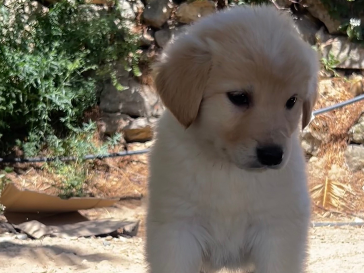 Adotta il cane URSULA  a Enna