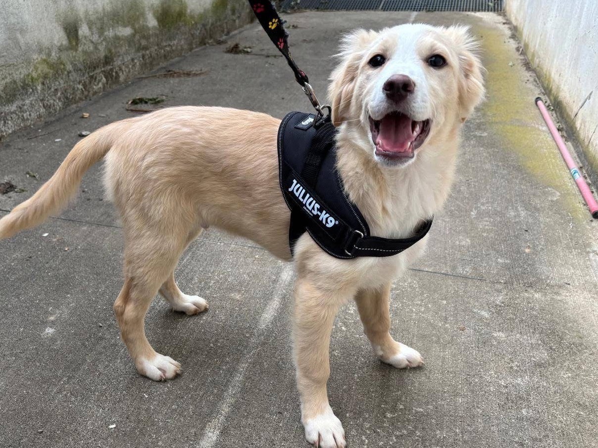 Adozione cane, maschio, Razza sconosciuta Razza sconosciuta, 4 mesi, taglia media contenuta, Bergamo