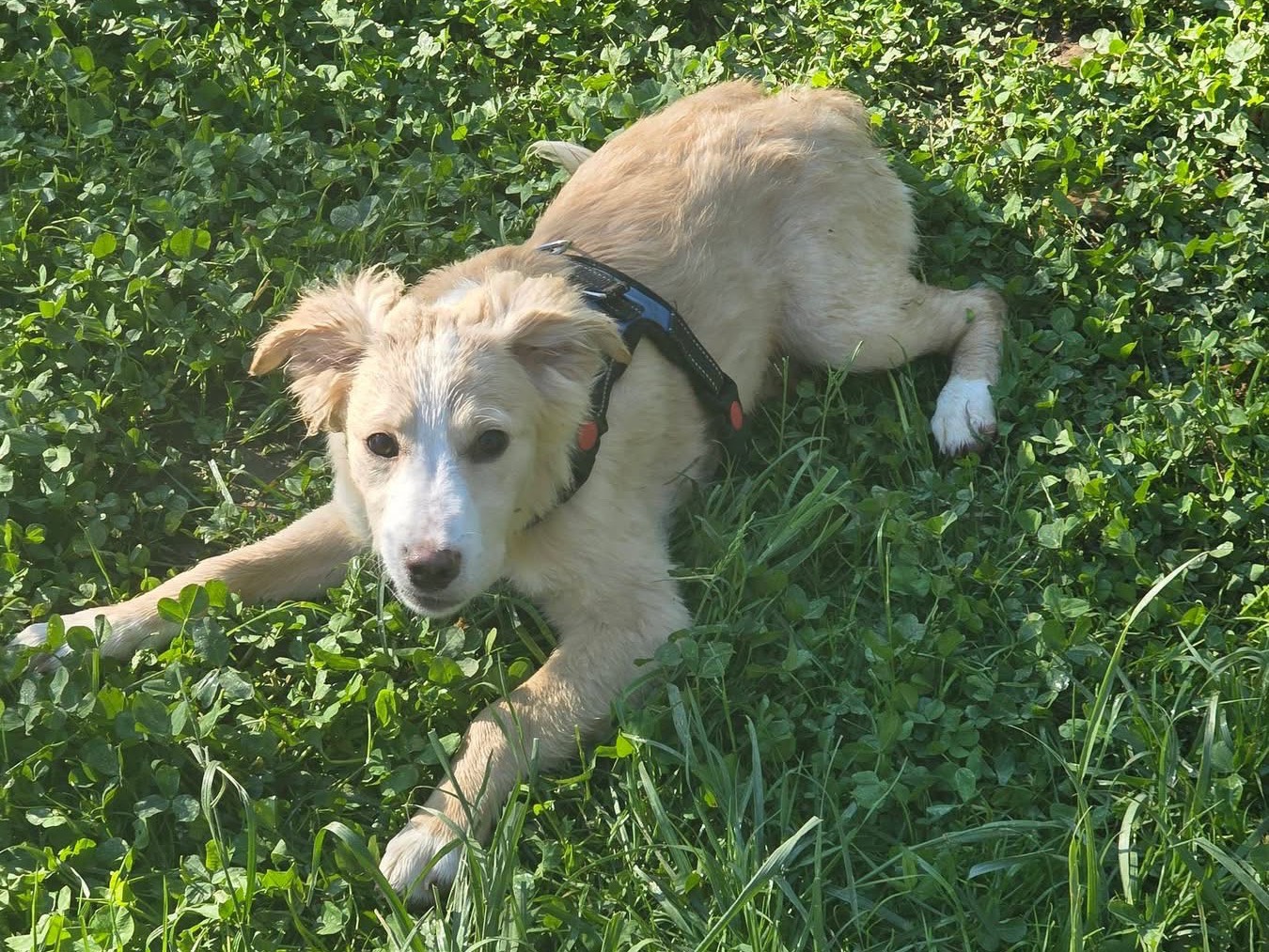 Adotta un cane, maschio, 4 mesi, Bergamo