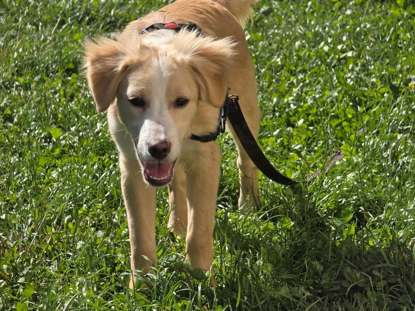 Adotta un cane, taglia media contenuta, maschio, Bergamo