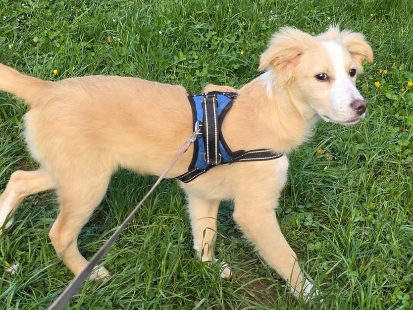 Vuoi adottare un cane a Bergamo?