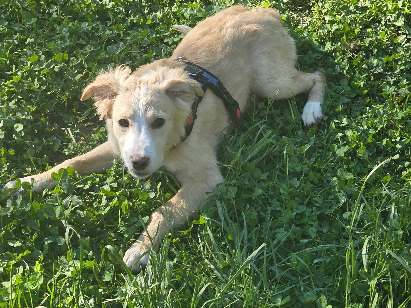 Adotta il cane Jerry a Bergamo