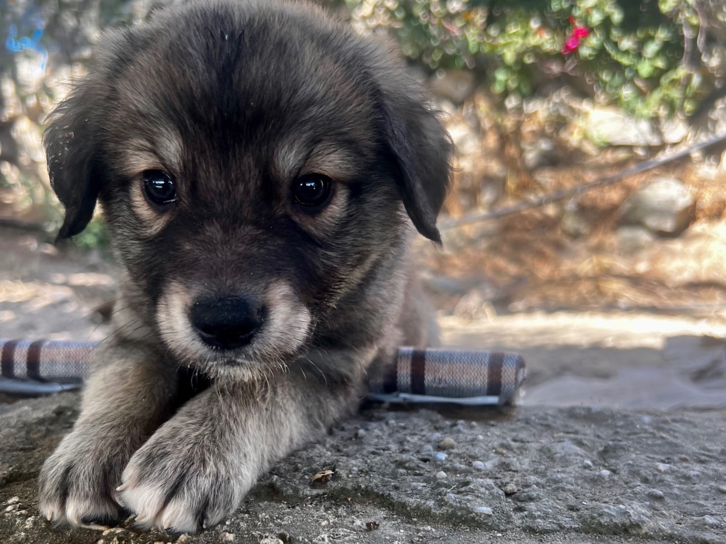 Adotta un cane, maschio, 2 mesi, Enna