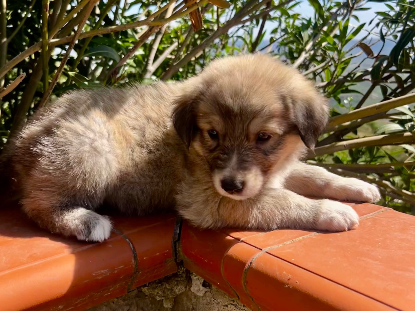 Adotta un cane, taglia grande, maschio, Enna