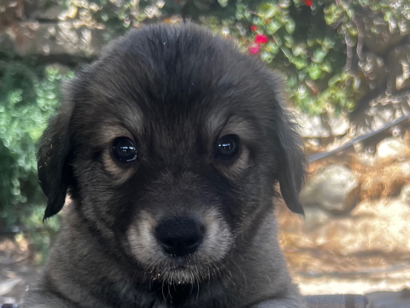 Adotta il cane GIN a Enna