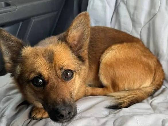 Adotta un cane, maschio, 2 anni e 3 mesi, Benevento
