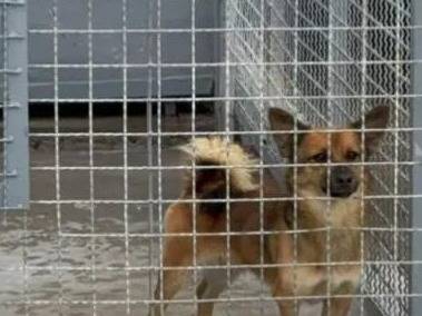 Vuoi adottare un cane a Benevento?