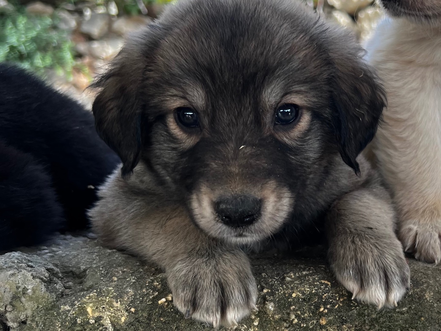Adozione cane, maschio, Razza sconosciuta Razza sconosciuta, 2 mesi, taglia grande, Enna