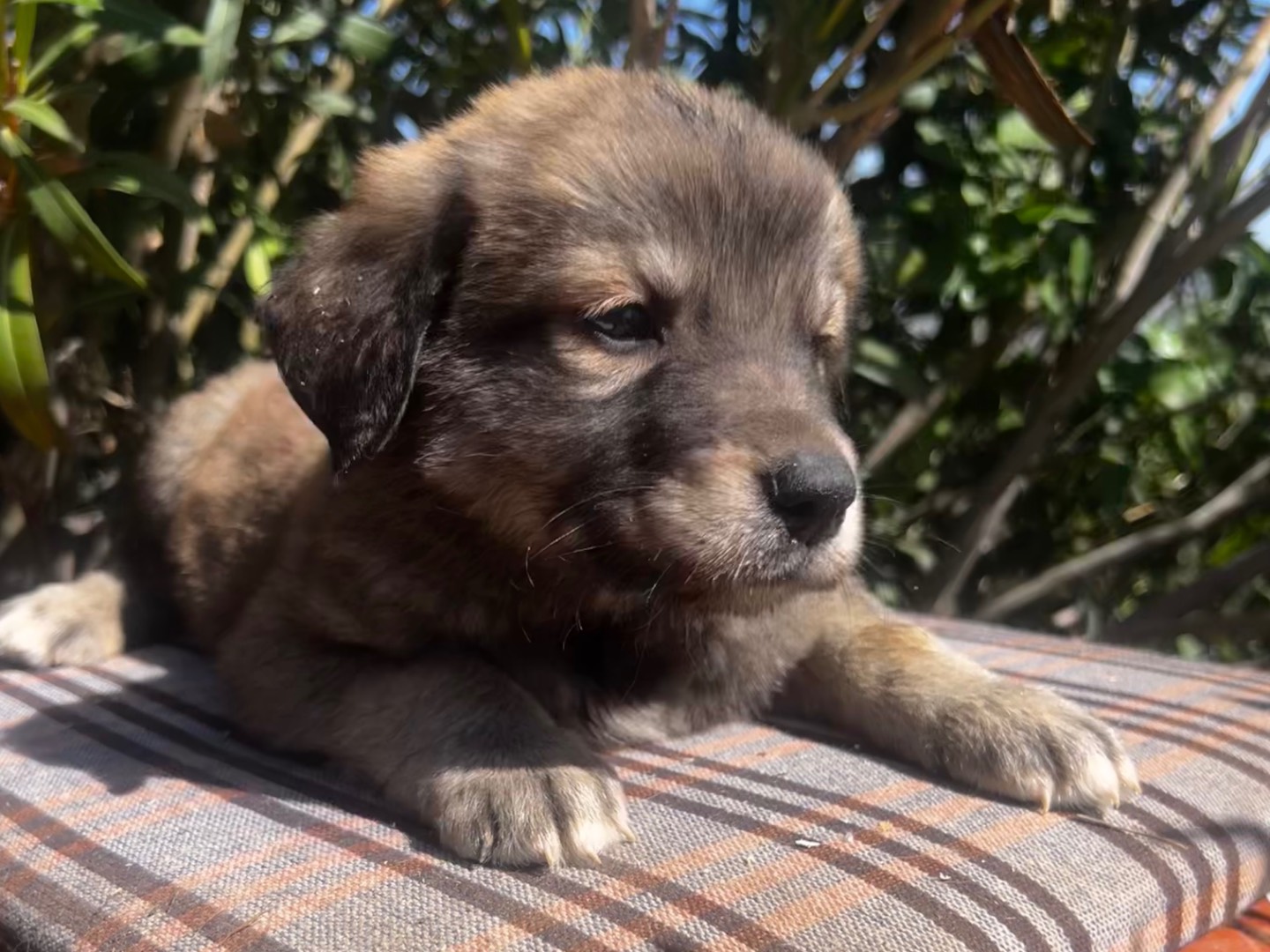 Vuoi adottare un cane a Enna?