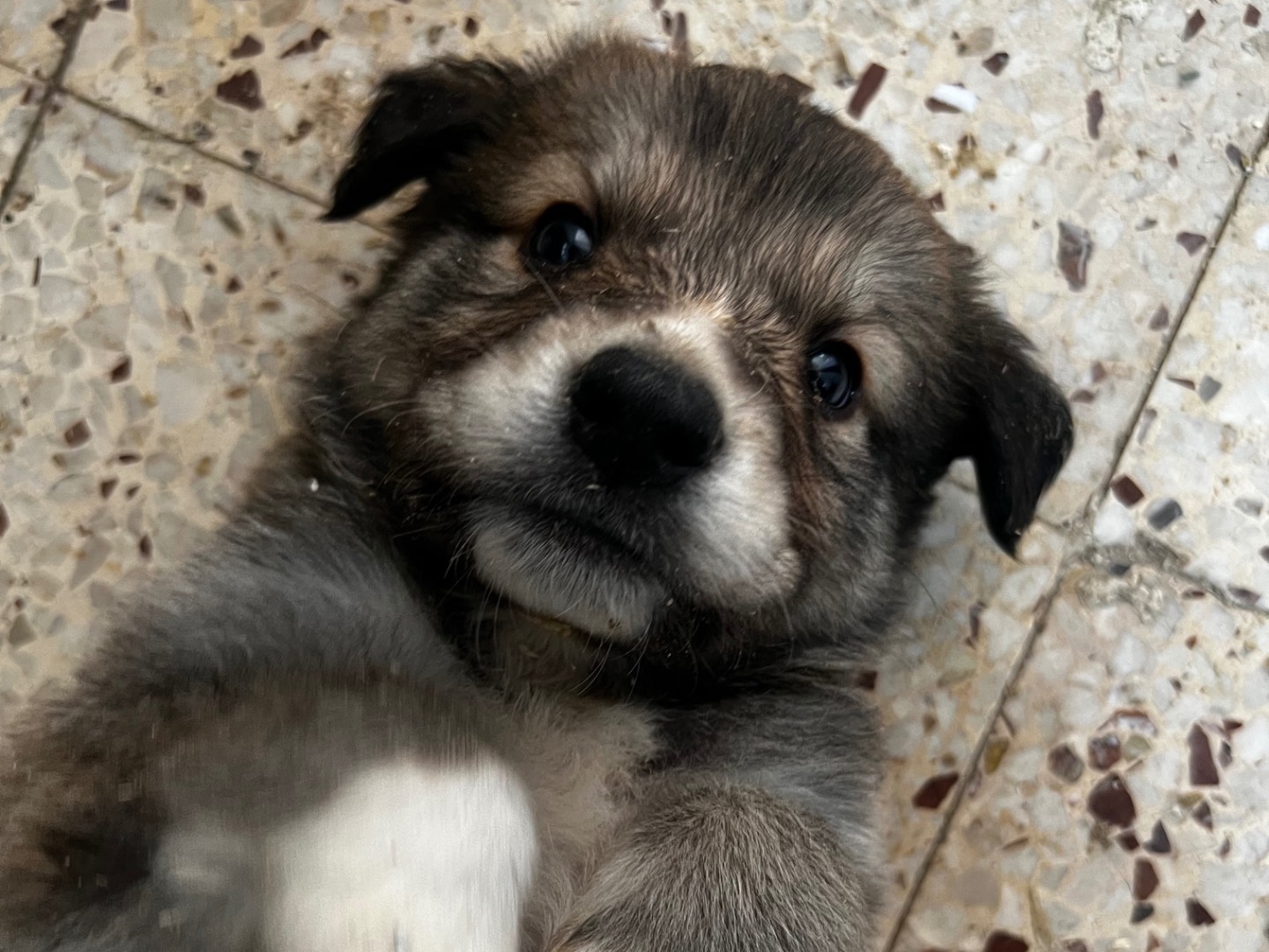 Adotta un cane, femmina, 1 mesi, Enna