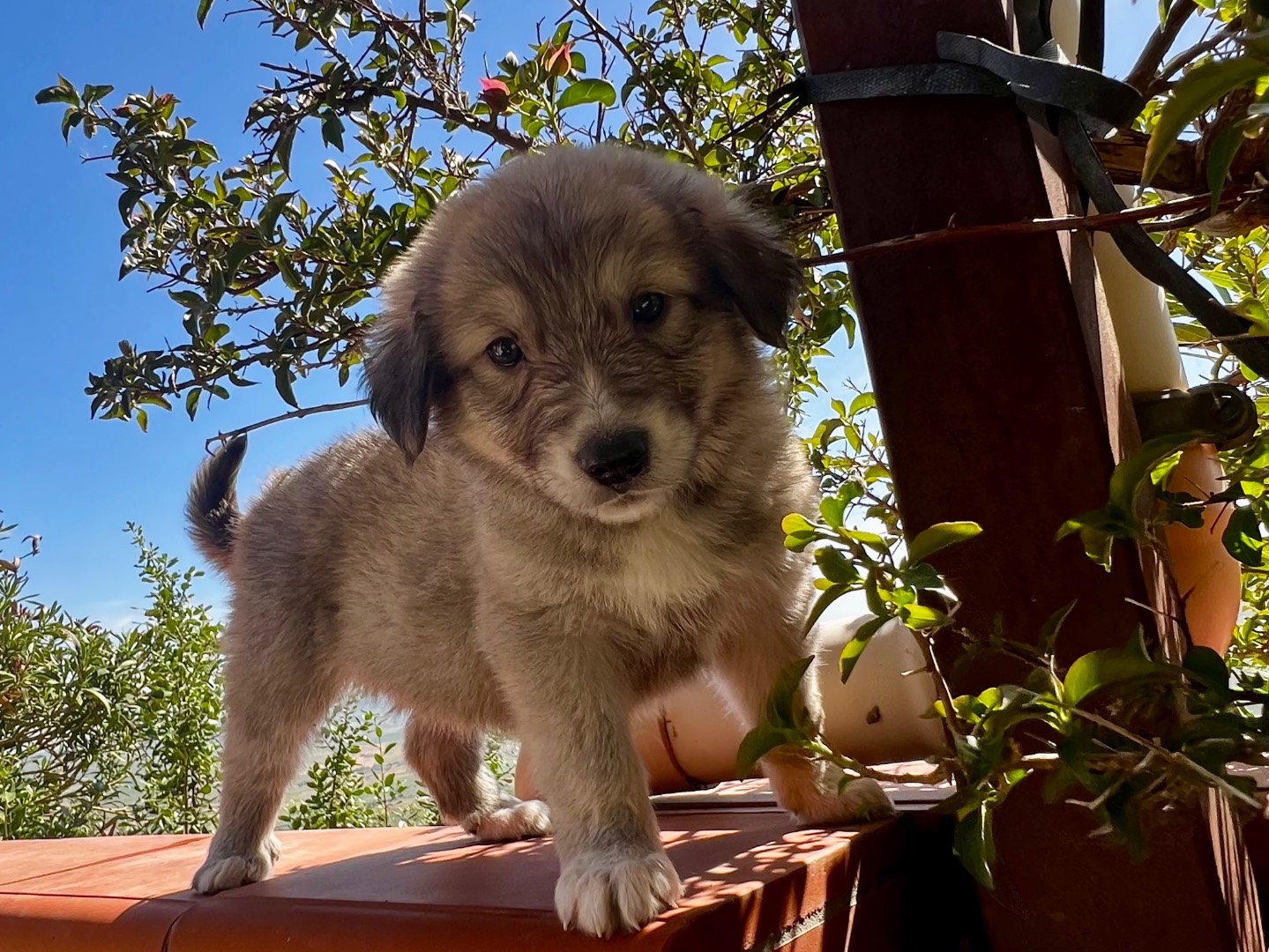 Adozione cane, femmina, Razza sconosciuta Razza sconosciuta, 1 mesi, taglia media, Enna