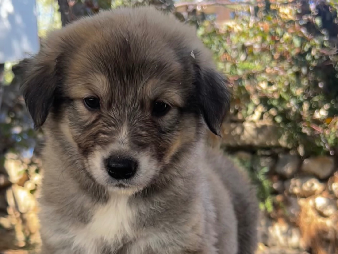 Adotta un cane, taglia media, femmina, Enna