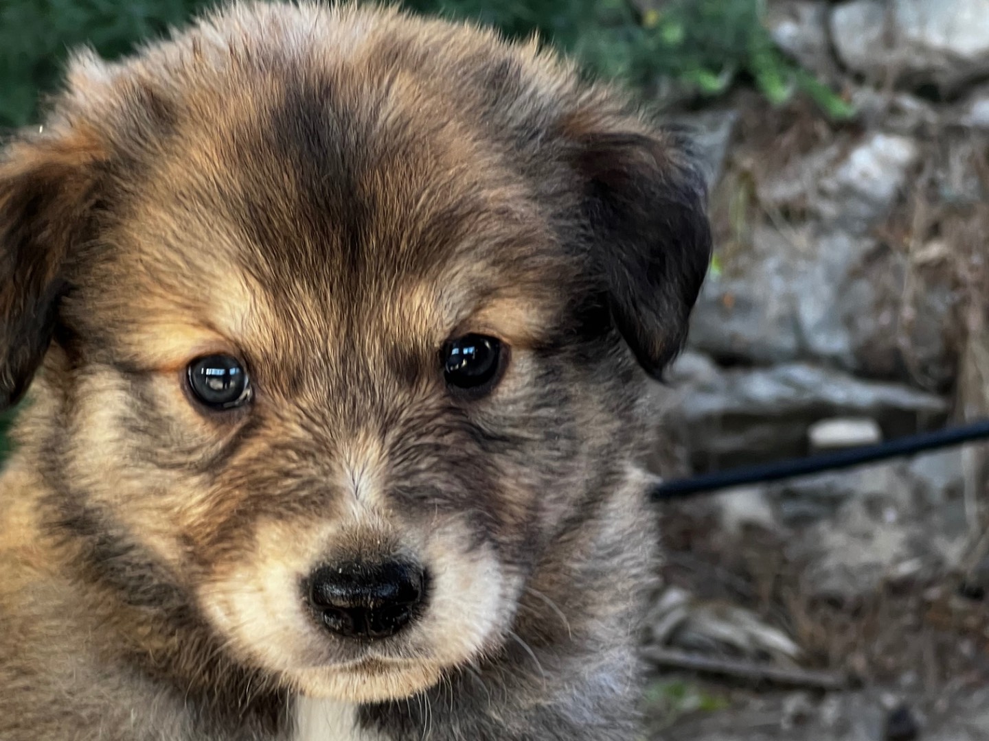 Vuoi adottare un cane a Enna?