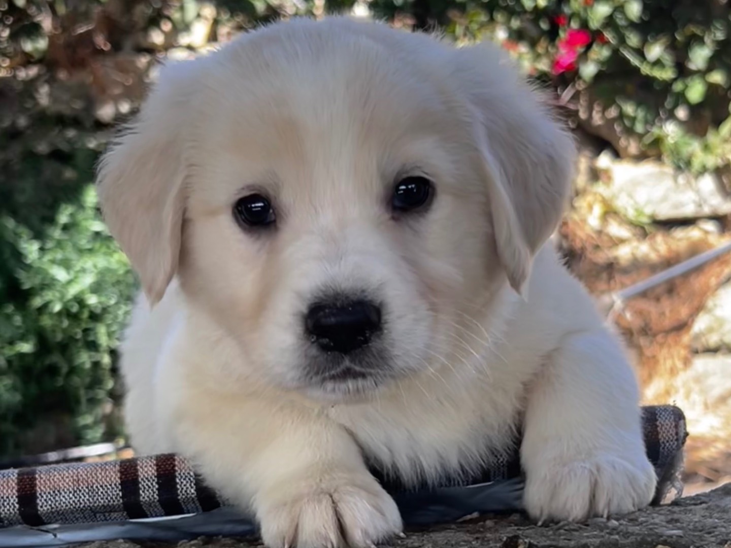 Adozione cane, femmina, Razza sconosciuta Razza sconosciuta, 2 mesi, taglia media, Enna