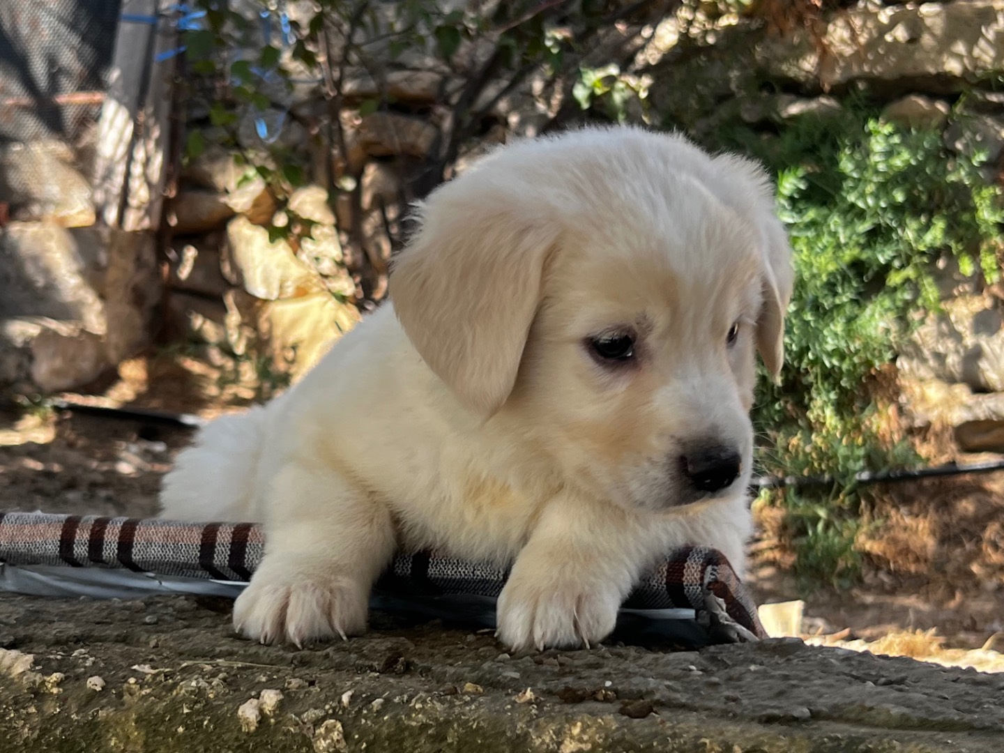 Adotta il cane LINDA a Enna