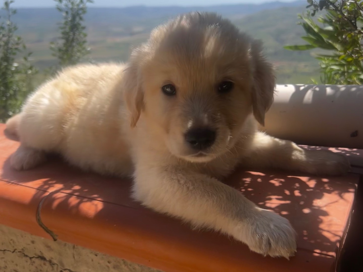 Adotta un cane, maschio, 2 mesi, Enna