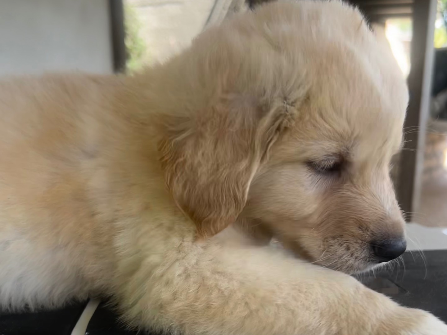 Adotta un cane, taglia grande, maschio, Enna