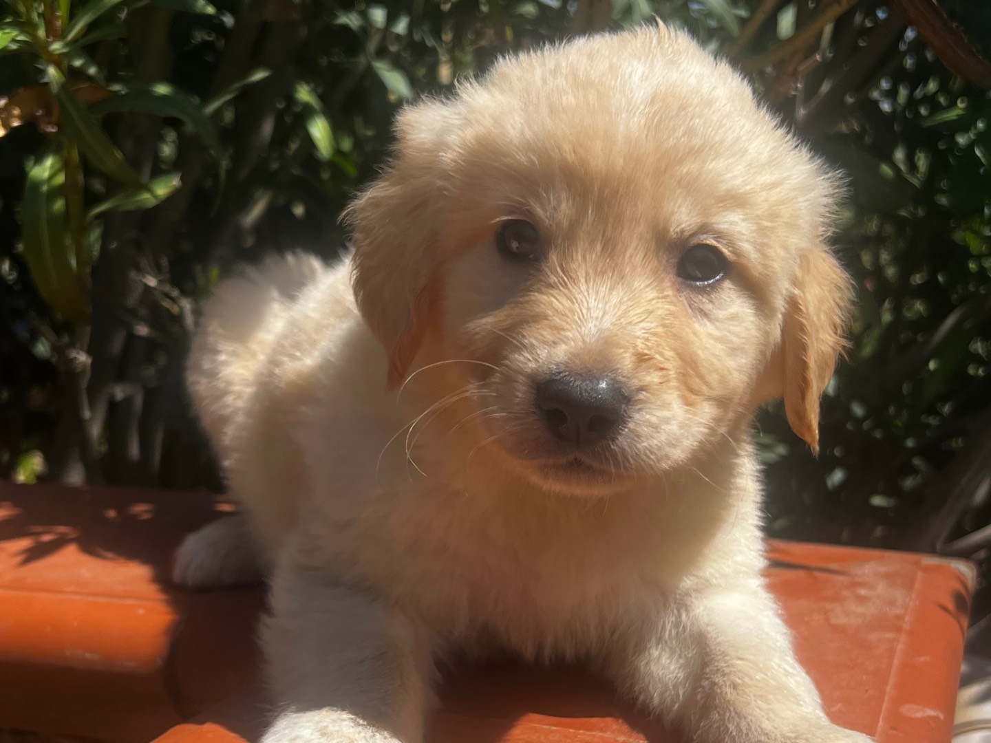 Vuoi adottare un cane a Enna?