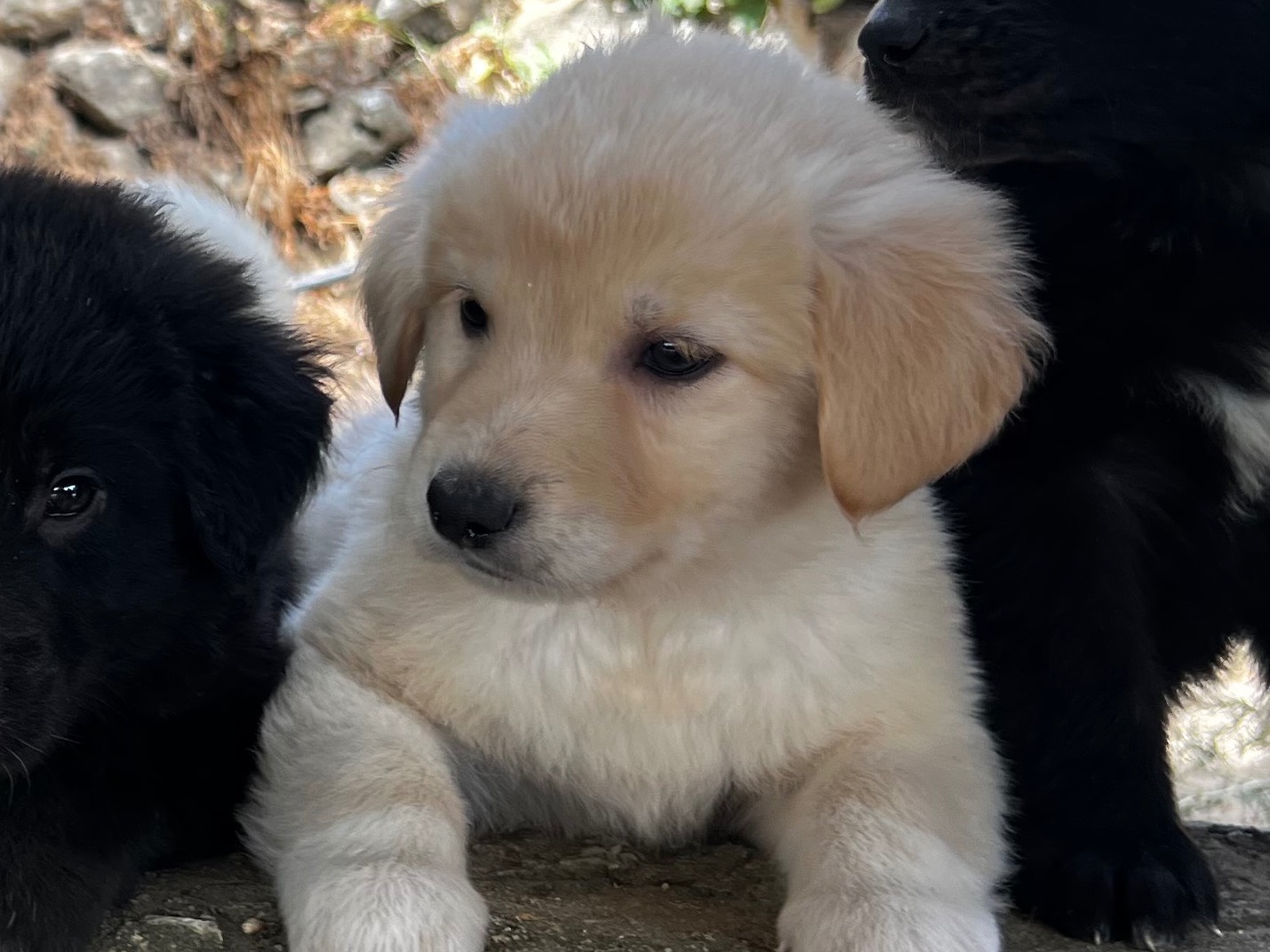 Adozione cane, maschio, Razza sconosciuta Razza sconosciuta, 2 mesi, taglia grande, Enna