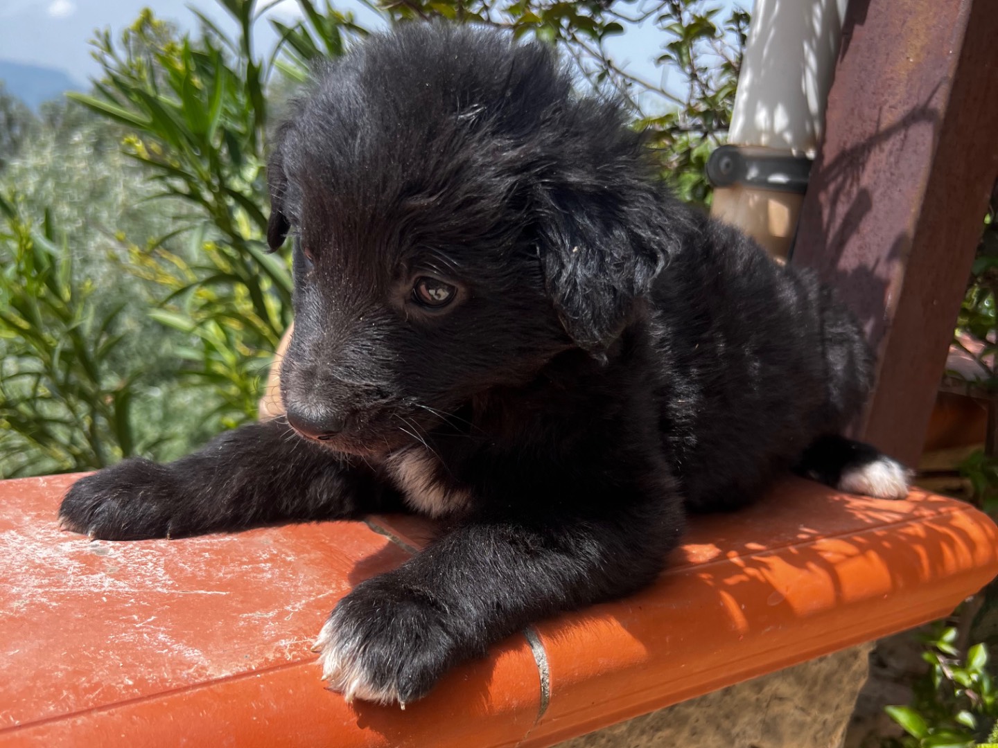 Adotta un cane, femmina, 2 mesi, Enna
