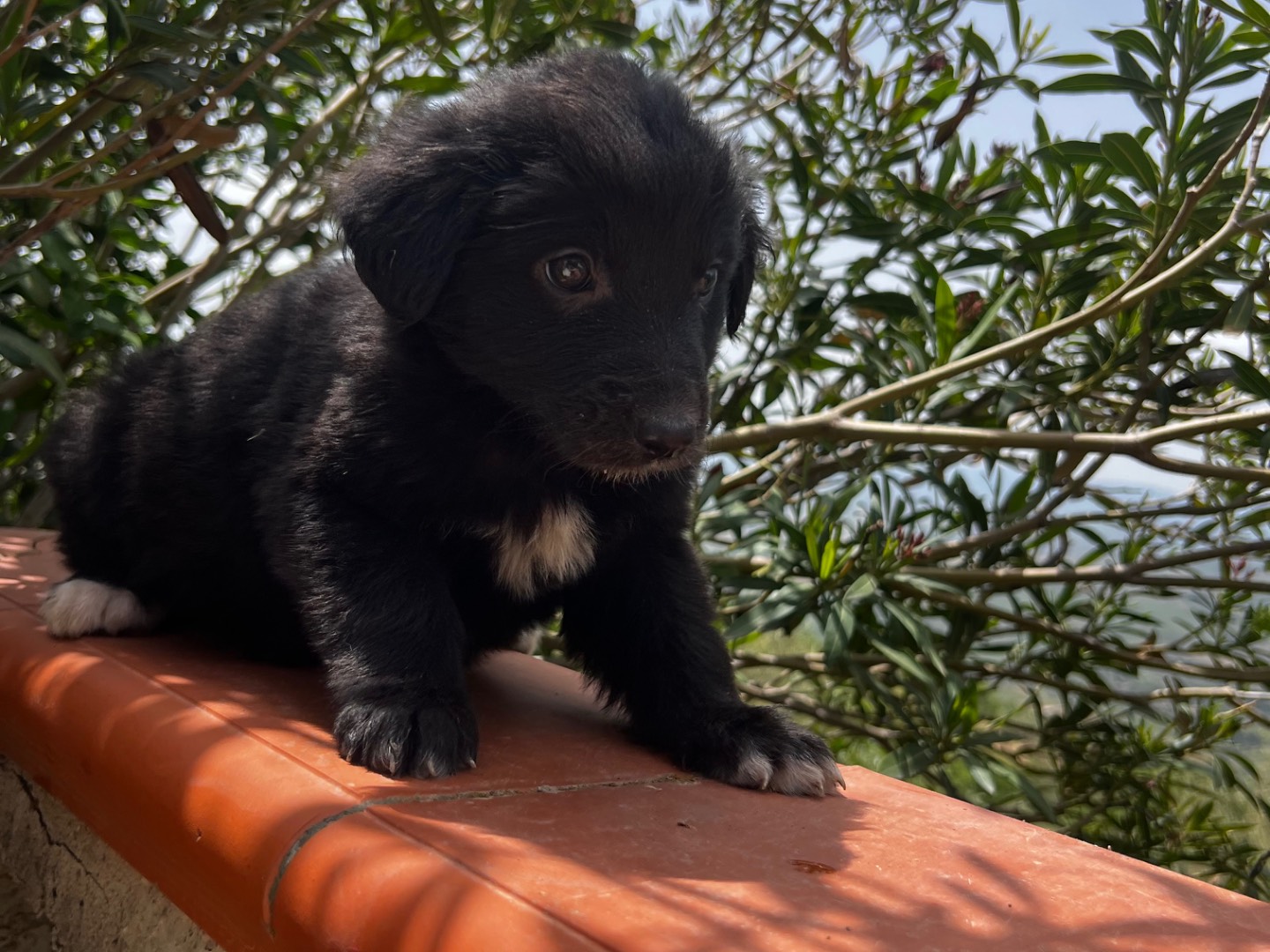 Adozione cane, femmina, Razza sconosciuta Razza sconosciuta, 2 mesi, taglia media, Enna