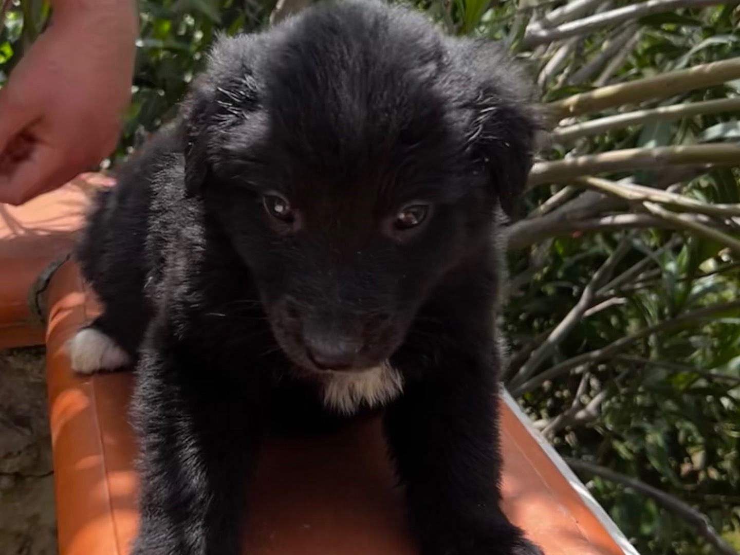 Adotta un cane, taglia media, femmina, Enna
